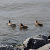The Mandarin Duck Was Spotted On The Brooklyn Side Of The East River